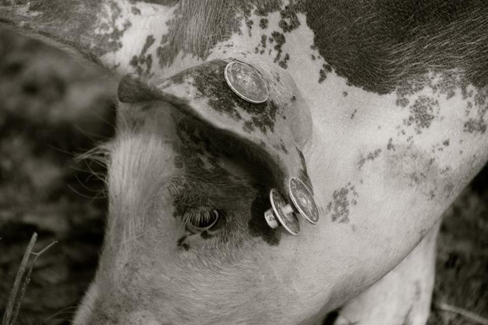 Вілла Petit Gite A La Ferme Rosnay  Екстер'єр фото