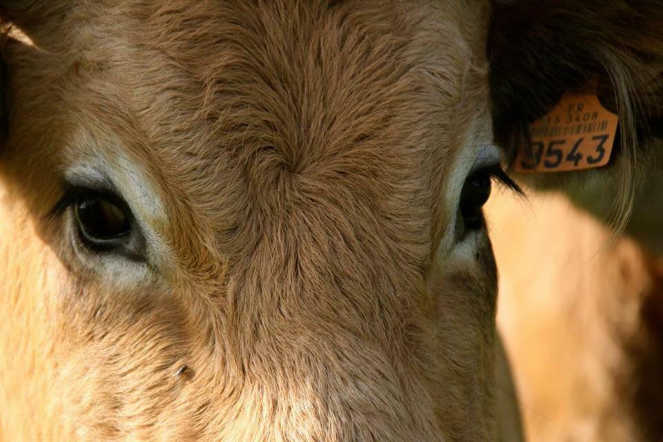 Вілла Petit Gite A La Ferme Rosnay  Екстер'єр фото